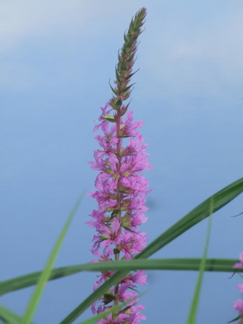 DSCF5429